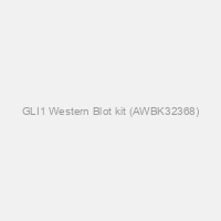 GLI1 Western Blot kit (AWBK32368)